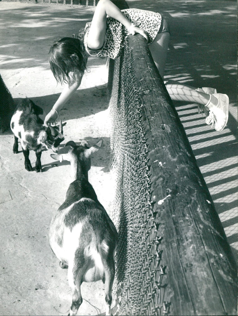 Goat in the Frankfurt Zoo - Vintage Photograph
