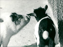 Pot-bellied pig and goat - Vintage Photograph