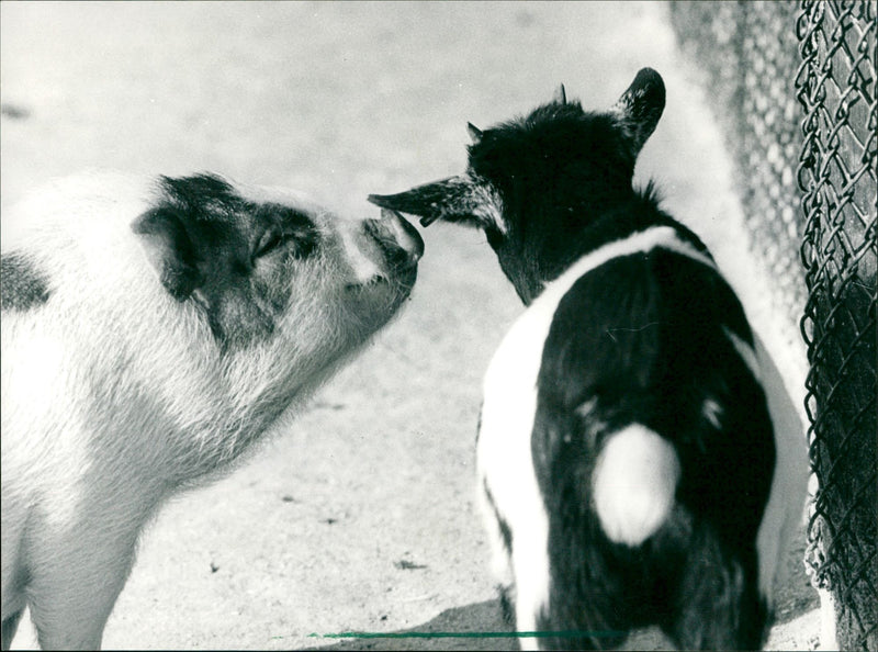 Pot-bellied pig and goat - Vintage Photograph