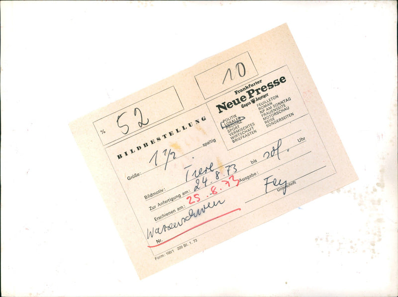 Warthog from Frankfurt Zoo - Vintage Photograph