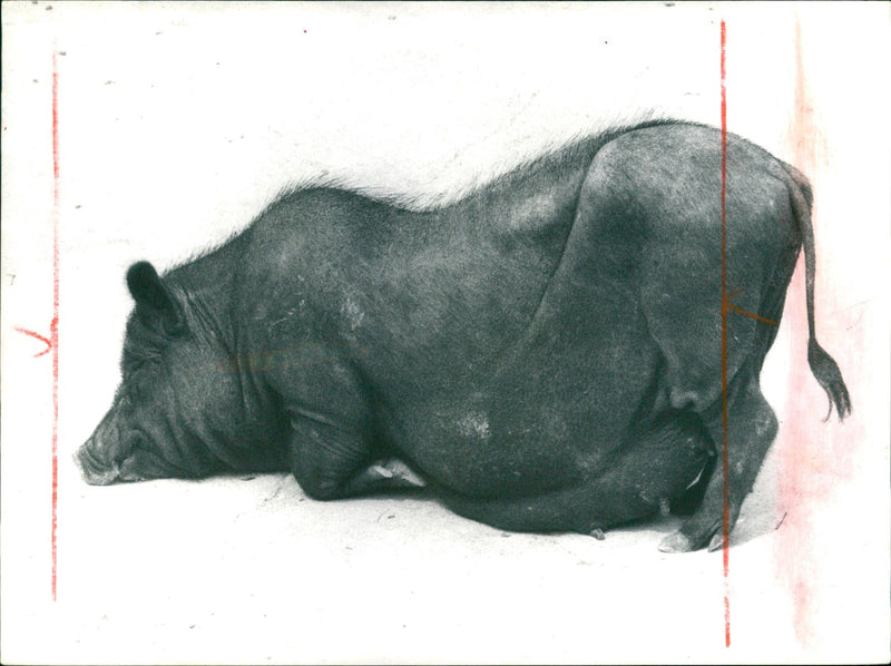 Warthog from Frankfurt Zoo - Vintage Photograph