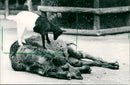 Goat and camel in the Frankfurt Zoo - Vintage Photograph