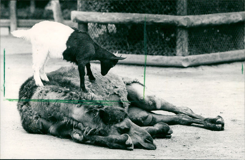Goat and camel in the Frankfurt Zoo - Vintage Photograph