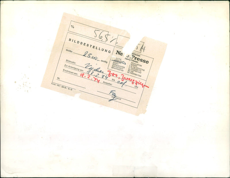 Pygmy goats in the Frankfurt Zoo - Vintage Photograph