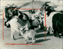 Pygmy goats in the Frankfurt Zoo - Vintage Photograph