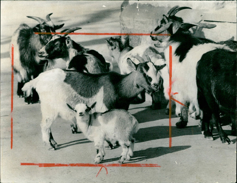 Pygmy goats in the Frankfurt Zoo - Vintage Photograph