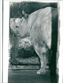 Frankfurt Zoo - Vintage Photograph