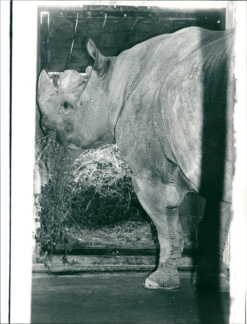 Frankfurt Zoo - Vintage Photograph