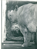 Frankfurt Zoo - Vintage Photograph