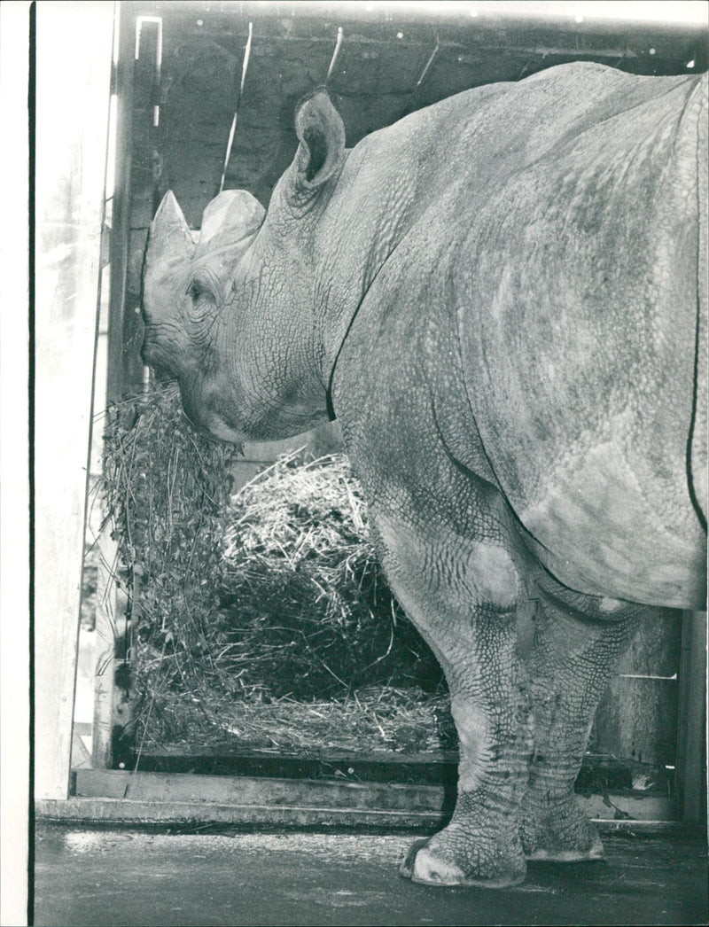 Frankfurt Zoo - Vintage Photograph