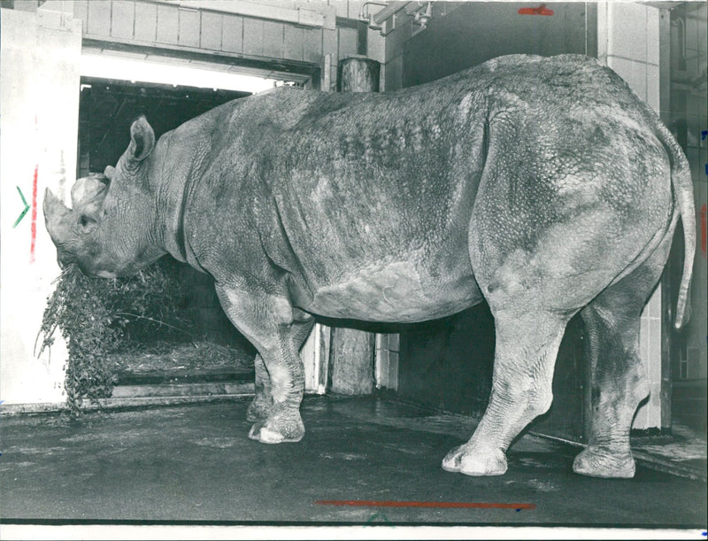 Frankfurt Zoo - Vintage Photograph