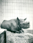 Frankfurt Zoo - Vintage Photograph