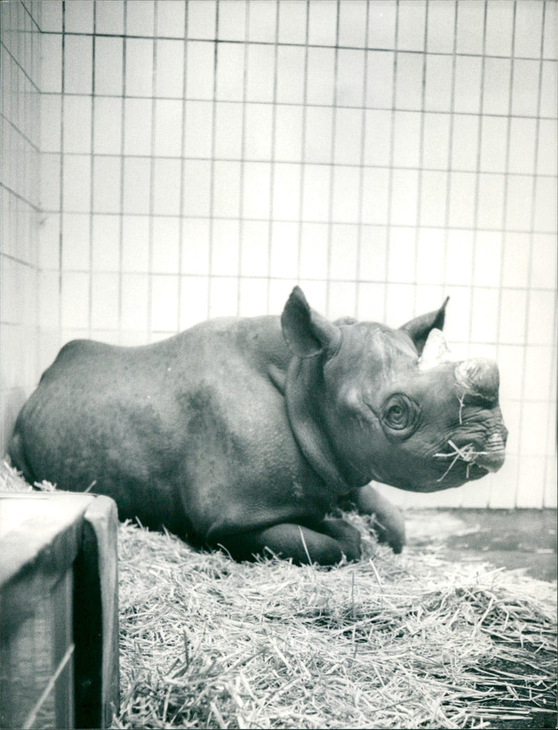 Frankfurt Zoo - Vintage Photograph