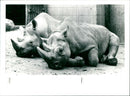 Frankfurt Zoo - Vintage Photograph