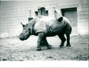 Frankfurt Zoo - Vintage Photograph