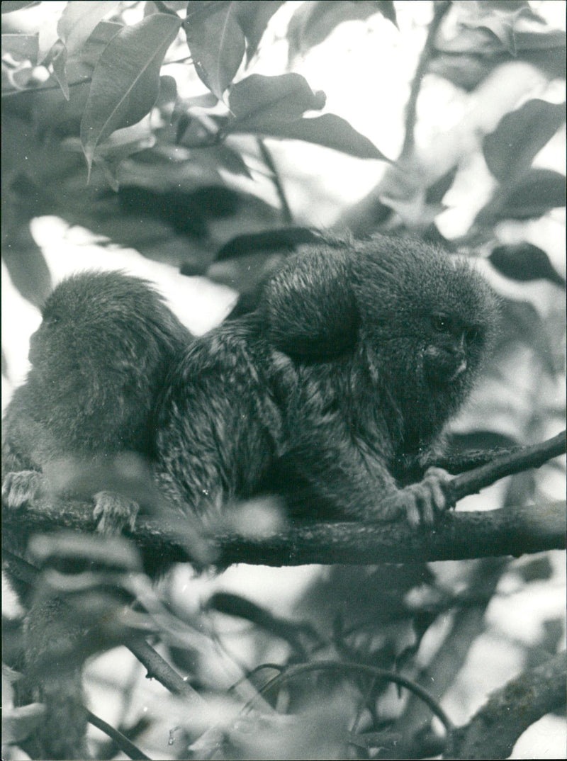 ANIMALS FFEN WERG SILK MONKEY LAEGSEDELEEN AFFAHER MERTER KINES TOO FOECELF - Vintage Photograph