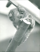 ANIMALS FFEN WERG SILK MONKEY DWARF SILKS CIFFCHEN FRANKFURT TOO FUPS - Vintage Photograph