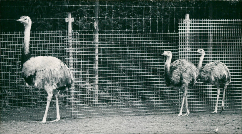 1989 ANIMAL STRAU HAS WITHDRAWN FAMILY FATHER NANDU - Vintage Photograph