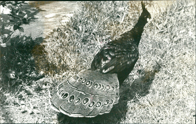 Peacock from Frankfurt Zoo - Vintage Photograph