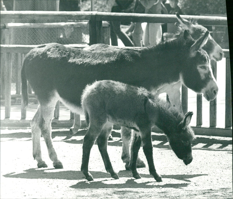 1981 ANIMALS DONKEYS LITTLE DONKEY HERRING STYLE VERY SERIOUS GUY BRUNETTE - Vintage Photograph