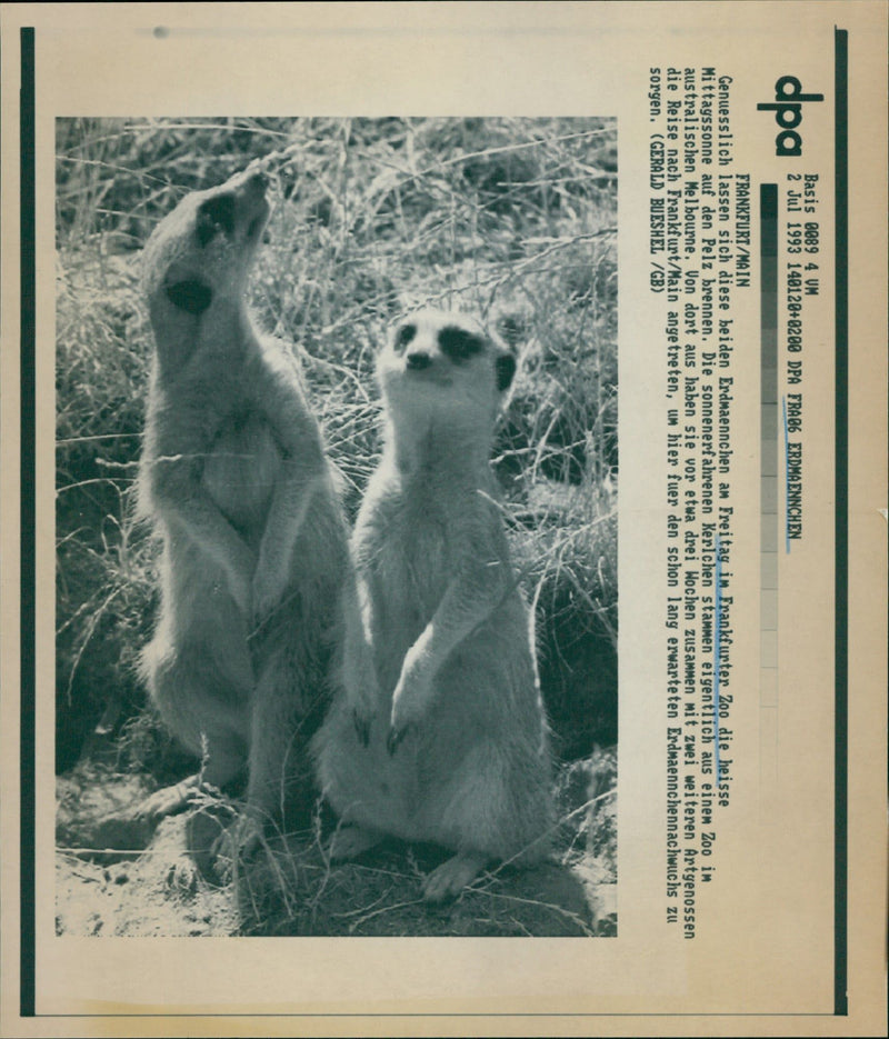 1993 DMANNCHEN SUN EXPERIENCED GUYS CURRENTLY COME ZOO MELBOURNE - Vintage Photograph