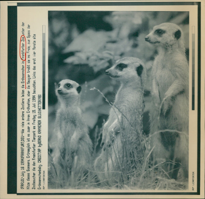 1994 ERDMANNCHEN ZOO ANIMALS FRANKFURT SUFFER HEAT THIS SUMMER - Vintage Photograph