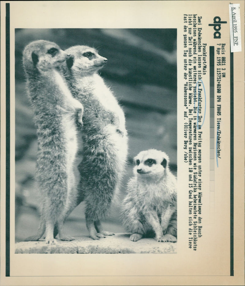 1995 ANIMALS ERDMANNCHEN TEMPERATURES BETWEEN AND DEGREES STAY - Vintage Photograph