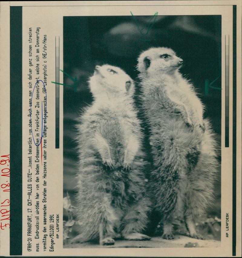 1991 ANIMALS ERDMANNCHEN EARTHMEN FRANKFURT ZOO - Vintage Photograph