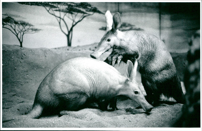 1997 ANIMALS ERDJESHEL ZOO ERDGESKEL OPENED LOCATED TOW - Vintage Photograph