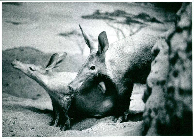 1997 - Vintage Photograph