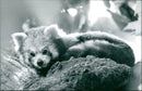 Zoo animals: red panda - Vintage Photograph