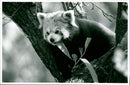 Zoo animals: red panda - Vintage Photograph