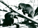 Zoo animals: bears - Vintage Photograph