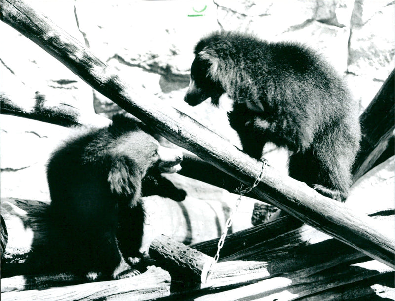 Zoo animals: bears - Vintage Photograph