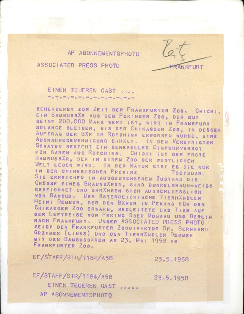 Zoo animals: bamboo bear - Vintage Photograph