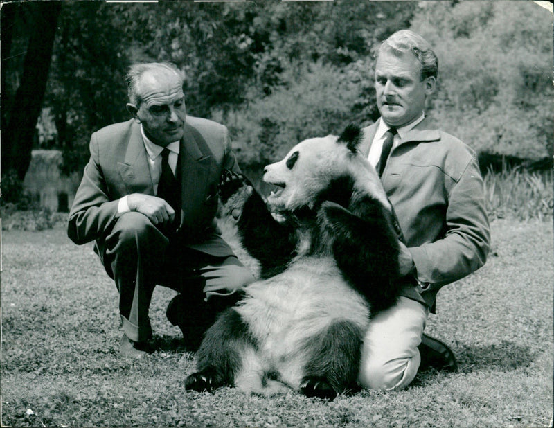 Zoo animals: bamboo bear - Vintage Photograph