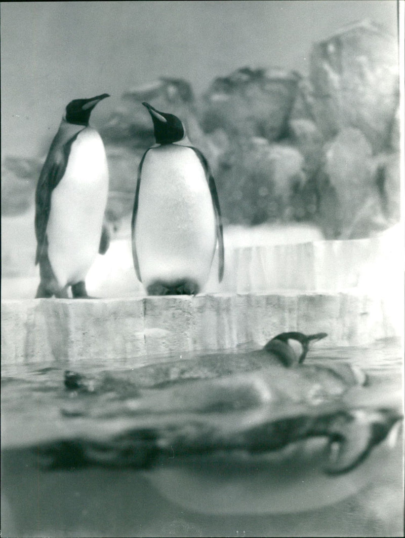 Penguins - Vintage Photograph