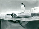 Penguins in the Exotarium of the Frankfurt Zoo - Vintage Photograph