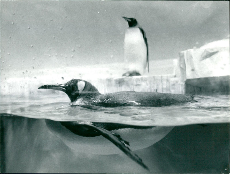 Penguins in the Exotarium of the Frankfurt Zoo - Vintage Photograph