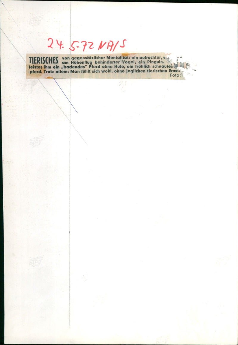 Penguin with a seal - Vintage Photograph