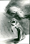 Penguin with a seal - Vintage Photograph