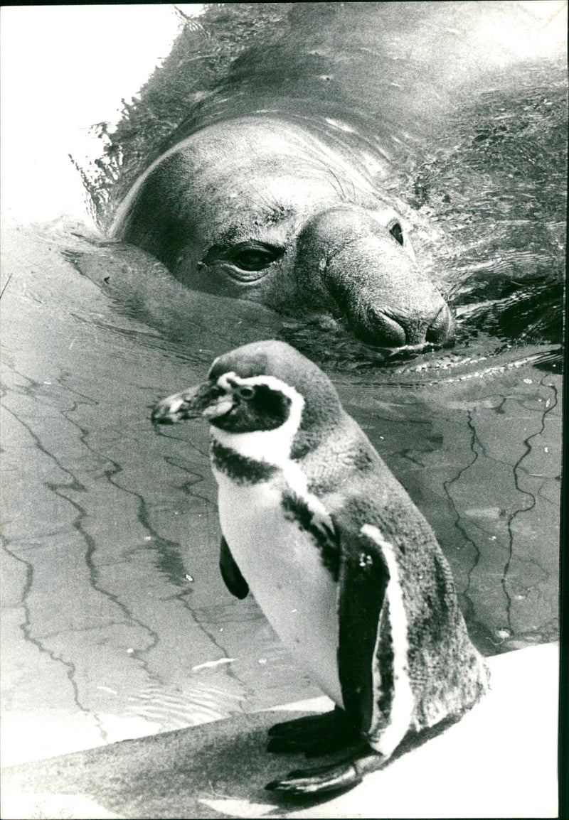 Penguin with a seal - Vintage Photograph
