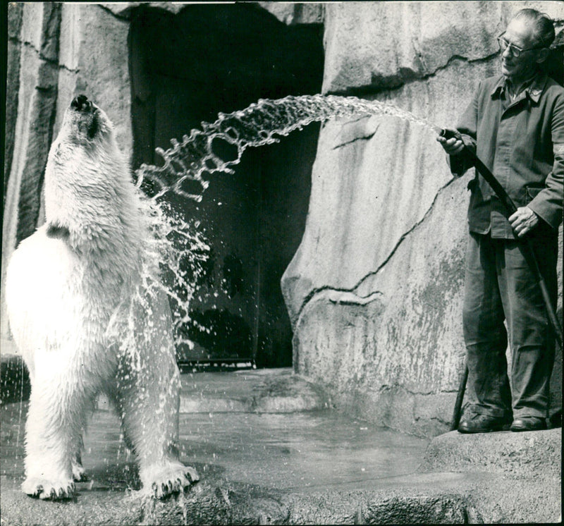 ANIMALS BAREN ICE BARS ASSOCIATED ALLOWS AGAINST SENDING DOCUMEN PRESS - Vintage Photograph