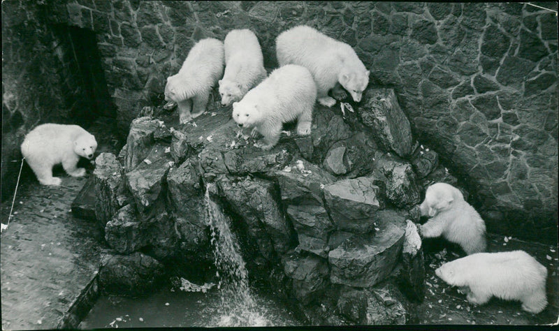 ANIMALS BAREN ICE BARS WATCH FROSNKFURT CAUGHT ICEBURTS FFM ZOO - Vintage Photograph