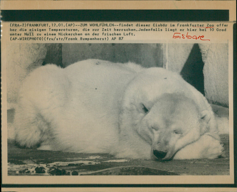 ANIMALS BAREN ICE BARS FIND THIS ICE BAR FRANKFURT ZOO GERMANY - Vintage Photograph