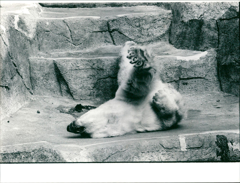 ANIMALS BAREN ICE BAR FECE ZOO - Vintage Photograph