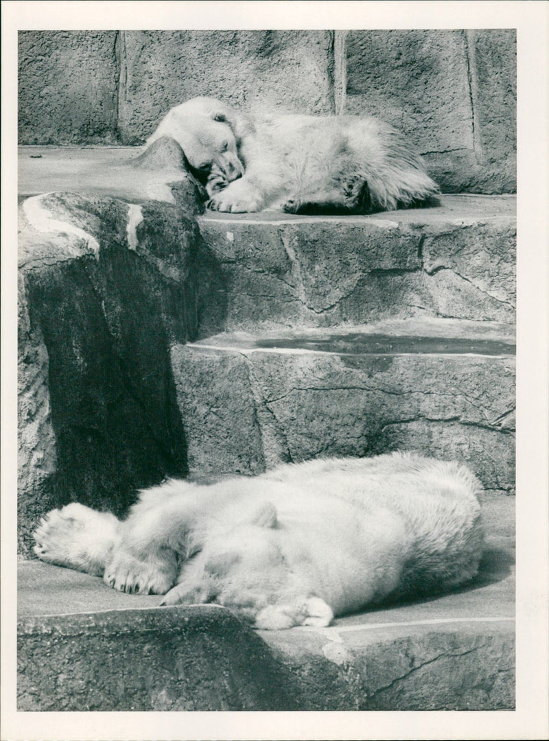 1988 ANIMALS BAREN EISBAREN FRANKFURT - Vintage Photograph