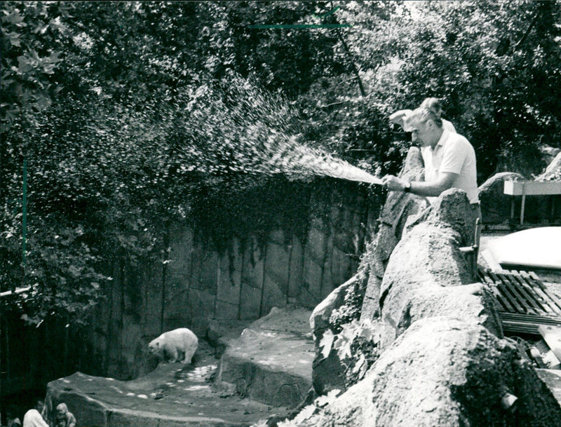 1990 polar bears - Vintage Photograph