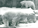 1986 ROQS TEL STADTSPARK HANAU BLZ ICE ZOO LARGE - Vintage Photograph