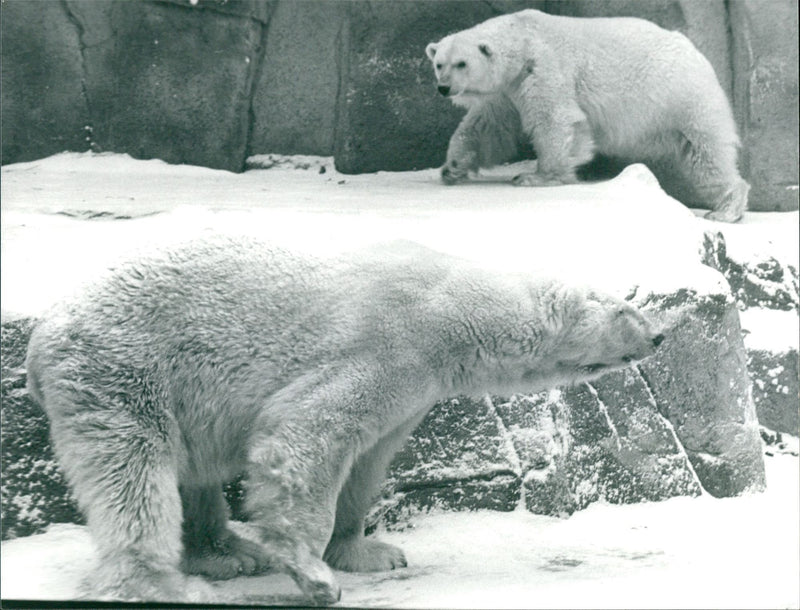 1986 ROQS TEL STADTSPARK HANAU BLZ ICE ZOO LARGE - Vintage Photograph